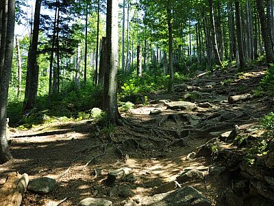 Noch ist der Wald dicht, ... 