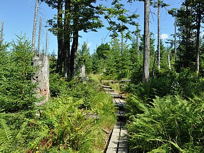 und zahlreiche tote Stämme ....