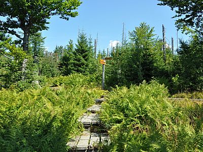 ... gemischt mit Jungwald....