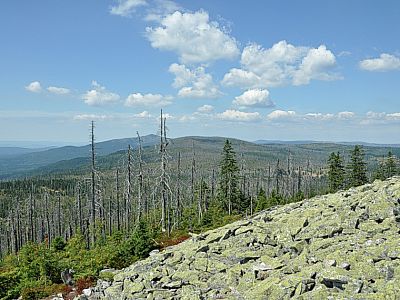 Blick zum Gr. Rachel (1453 m) u. zum Gr. Arber (1456 m).