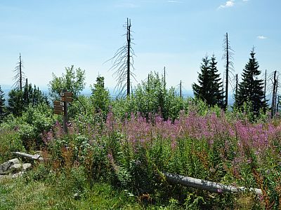 Blumenpracht am Lusen-Schutzhaus.