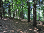 Durch den Wald...
