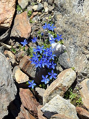 Frühlingsenzian (Schusternagerl) säumen den Weg