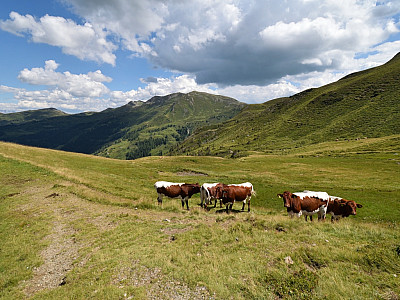 Beim Vorbeigehen betrachten uns neugierige Kühe