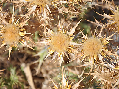 mit zahlreichen Disteln und..