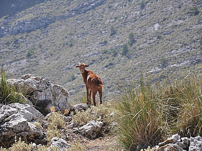 Bergziegen gibt es überall