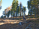...leitet uns steil durch den Wald bergauf