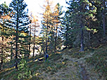 Wir verlassen den Wald...