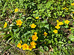 Sumpfdotterblumen