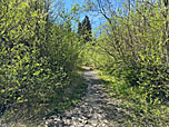 Dann biegen wir in einen Wanderweg ein, ...