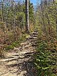 Durch lichten Wald...