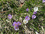 Krokusse am Wegesrand