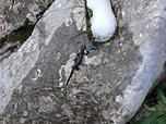 Alpensalamander