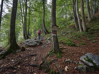 Der Weg führt durch den Wald, ...