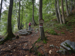 Der Weg führt durch den Wald, ...