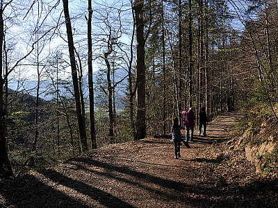 Durch den Wald geht es gemächlich bergab. 