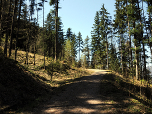 Wir wandern ein Stück die Forststraße entlang...