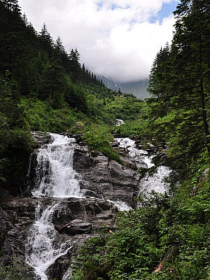 Der Wald lichtet sich