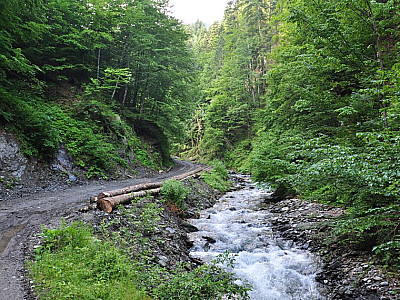 Zunächst auf einem breiten Forstweg
