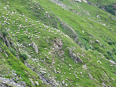 Hunderte von Schafen