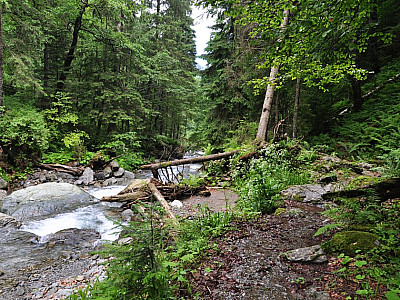 Im schattigen Wald gewinnen wir an Höhe