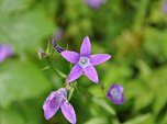 Wiesen-Glockenblumen säumen den Wegesrand