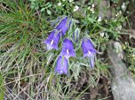 Alpenglockenblume