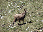 Über den grasigen Rücken Richtung Felsen