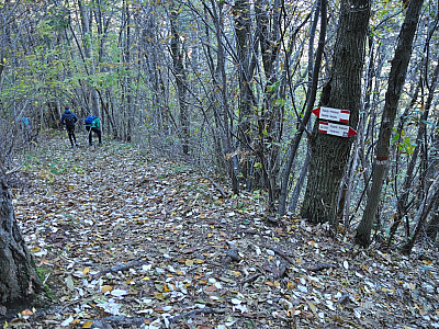 In einem Bogen nach Westen steigen wir durch den Wald ab