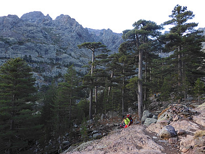 Noch stehen die riesigen Pinien im Schatten
