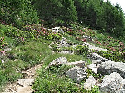 ...geht es farbenprächtig weiter