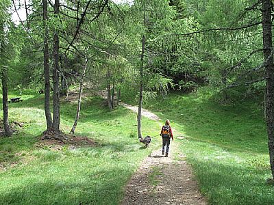 Durch lichten Wald...