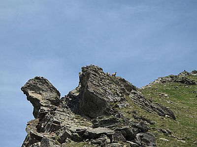 Zwei Steinböcke beobachten uns...