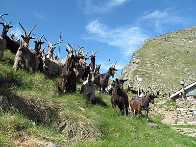 Wegelagerer beim Abstieg: Die Brotzeit ist beschlagnahmt