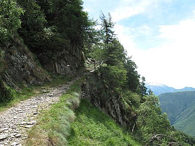 Der Wald hat sich zurückgezogen
