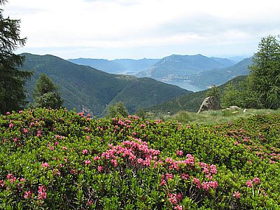 Farbenpracht vor dem Comer See
