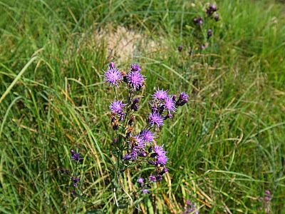 ... mit zahlreichen Blumen... 
