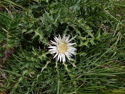 Eine Silberdistel streckt ihre Blüte der Sonne entgegen