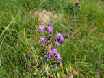 ... mit zahlreichen Blumen... 