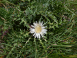 Eine Silberdistel streckt ihre Blüte der Sonne entgegen