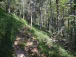 Im lichten Wald gewinnen wir wieder an Höhe