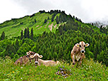 Kühe auf der Fallerscheinalpe