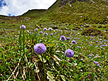 Kugelblumen säumen den Anstiegsweg