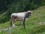Kuh oberhalb der Peeralm