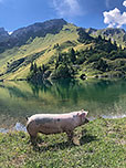 Schweinerei am Ufer des Traualpsees