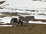 Ponys...