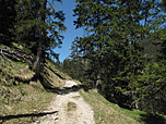 Wir treten langsam aus dem Bergwald heraus