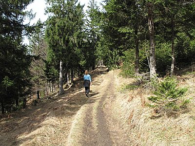 Der lauschige Bergwald...