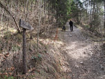 ...und über einen breiten Weg in den Bergwald hinein