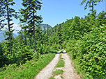 ...und durch lichten Wald geht es hinunter zum Kranzhorn-Parkplatz